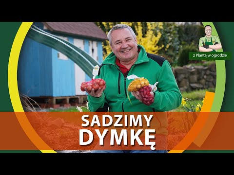 , title : 'Jak sadzić cebulę dymkę - Z PLANTĄ W OGRODZIE'
