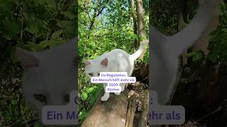 Kontakt - Sehnsucht und Gefahr gleichzeitig? #hsp #traumainformed  #sicherheit #nervensystem