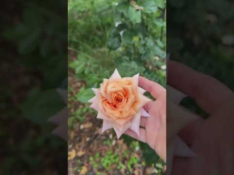 Gracias 2024 ¡Bienvenido 2025! Una pequeña muestra de las bellas flores del 2024💐