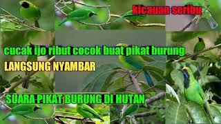 Download lagu suara pikat burung cucak ijo ribut cocok buat pikat burung di hutan mp3 Download lagu suara pikat burung cucak ijo ribut cocok buat pikat burung di hutan mp3