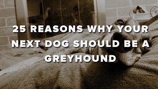 25 Reasons Why Your Next Dog Should Be A Greyhound