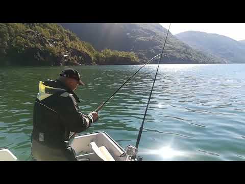 Norwegen Angeln Drill eines Seelachs 107cm