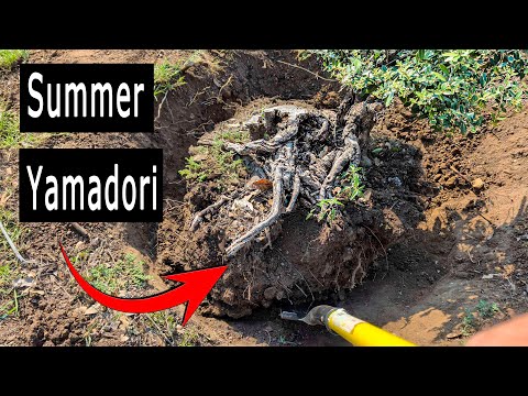 Collecting Yamadori in summer, Free Bonsai