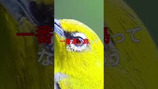 一番速い鳥ってなんだろう #shorts