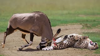 WORLD’S FASTEST ANIMALS FAIL! Mother Gemsbok Take Down Cheetah With Horns - Wildebeest vs Cheetah