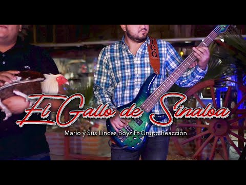 El Gallo De Sinaloa | Mario Y Sus Linces Boyz Ft Grupo Reacción