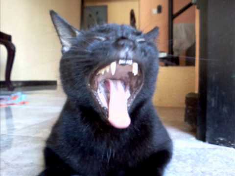 Sweety Manika - Iraj n Infaas Ft. Janani