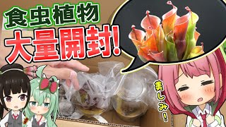 食虫植物に噛まれると痛い ハエトリソウに噛まれてみた 食虫植物tv موقع ويب حيث يمكنك مشاهدة مقاطع فيديو موسيقية مجانية 食虫植物に噛まれると痛い ハエトリソウに噛まれてみた 食虫植物tv موقع ويب حيث يمكنك مشاهدة مقاطع فيديو موسيقية مجانية