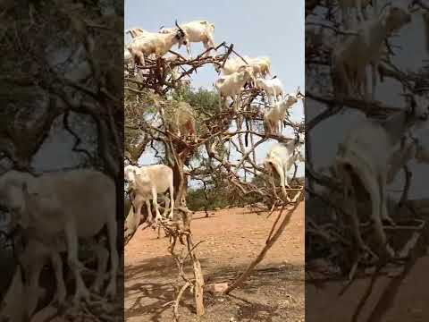 , title : 'עזים מטפסות על העץ מחוז ארגן במרוקו -Goats climb the tree Argan province in Morocco'