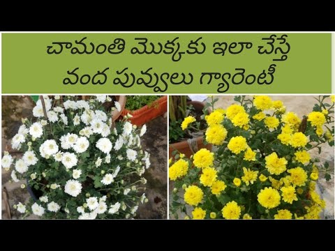 చామంతి పువ్వులు ఎక్కువ పూయాలంటే#How to get more flowers in Chamanthi plant/Chysanthemum plant/