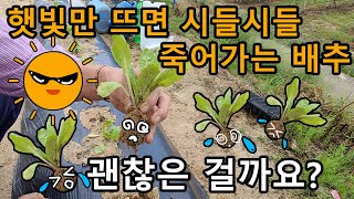 햇볕에 시들시들 죽어가는 배추, 괜찮을까요? - radish cabbage