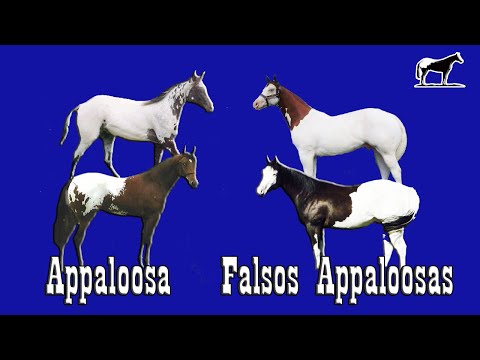 , title : 'Los Falsos Appaloosas (Caballos Splash) 🐴-Del Cerro Soy'