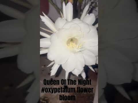 Beautiful Queen of the night  |Bramhakamal flower bloom #oxypetalum #bramhakamal #queenofthenight