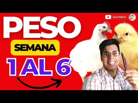 😲CUANTO PESA 1 POLLO DE ENGORDE EN CADA SEMANA📌