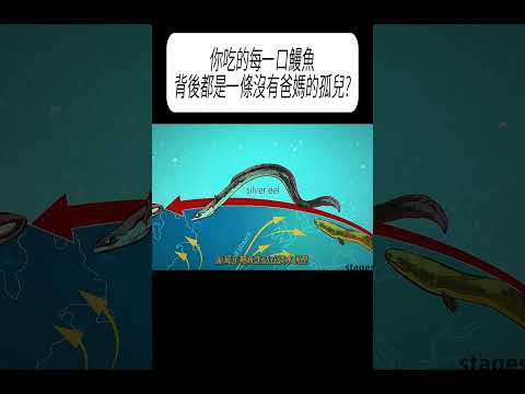 你吃的每一口鰻魚，背後都是一條沒有爸媽的孤兒?#科普 #漲知識