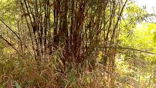 Wilderness of Satpura Hills: MatharDev Treks in Sarni, MP, India Yr 2012 #askdushyant