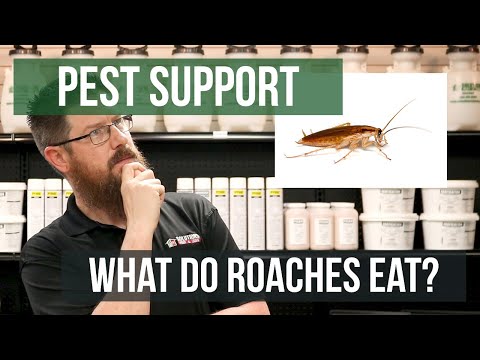 What Do Cockroaches Eat? | Pest Support