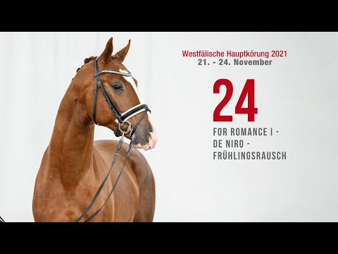 Westfälische Hauptkörung Reitpferdehengste:Kat-Nr.24  For Romance I - De Niro Frühlingsrausch