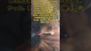 コマちゃんゴメン😭😭😭 #移住生活 #犬とふたり暮らし #犬のストレス #どこまで虐める