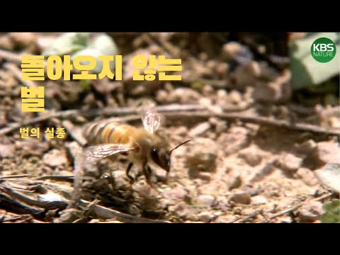 , title : '집 나가서 돌아오지 않는 벌, 과연 이유는 무엇일까 🐝 | Bees gone missing'