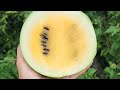 Yellow Petite Watermelon. Seeds are available on my website www.backyardgardenseeds.com