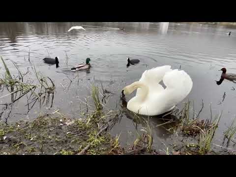 This is Crows in Love and Red Eye Seagulls up close in Tveiten Birdwater/ Swan try his luck, but..