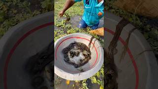 Amazing tortoise and catfish hunting in village bill 2  #fishinglife  #trap  #bamboo