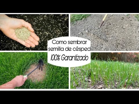 , title : 'Como sembrar semilla de Césped 100% garantizado que crece.'