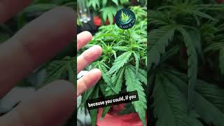 There's a lot of different techniques you can use to try and amp up your yield.  Here's one more!