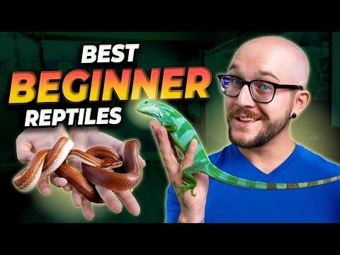 The 5 Best WEIRD Reptiles For Beginners