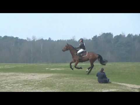 SOLD - Hernan Thermo 2012 16.1h KWPN gelding by Crespo