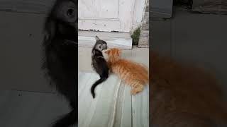 Download lagu #hermanberbagi Semangat Sama SiKucil & Kucingku 😆🤭 mp3