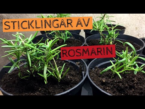Ta sticklingar från ROSMARIN - Perfekt sätt att föröka sina plantor från år till år