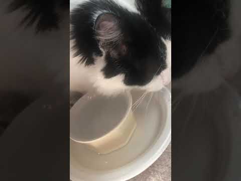 Cute cat spills  water from her bowl