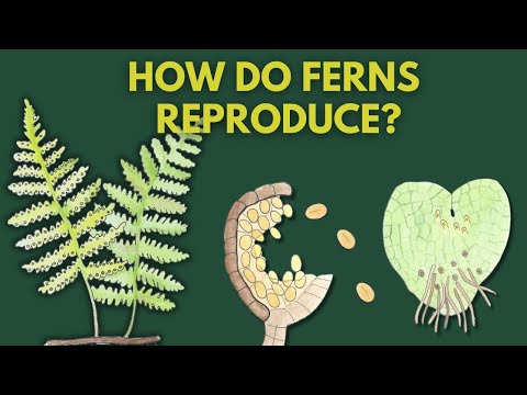Learn How Ferns Reproduce | Fern Life Cycle