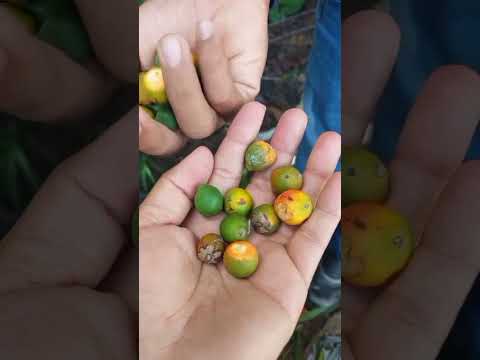 Vamos acompanhar a colheita da agricultora Ediane Dos Santos Orneles de Alvorada Do Oeste Rondônia