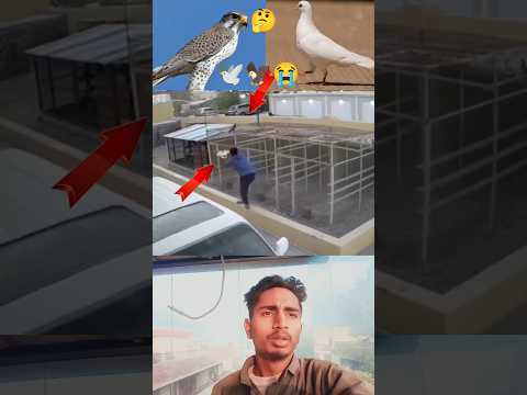 kabootar ki video 😭💔🕊️#pigeon #birds #animals #pets #attitude#pigens #bird #kabootar#pyra