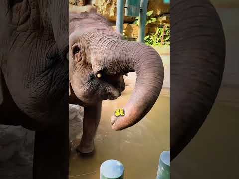 Por eso los elefantes son uno de los animales más inteligentes