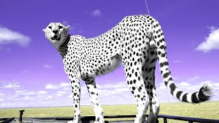 WHY are cheetahs endangered?