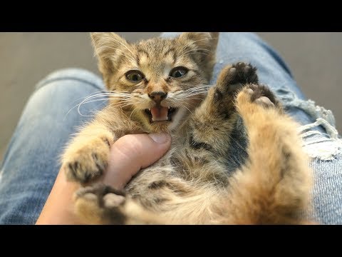 Hungry kitten meow because he is without food - YouTube