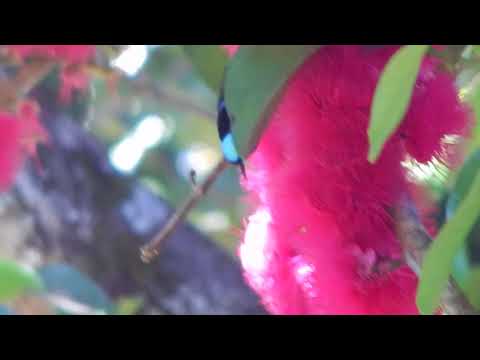 red legged Honeycreeper feeding on flowers
