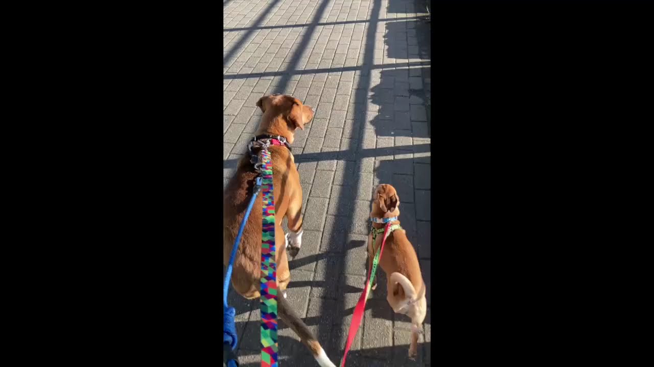 Enlarge Ms. Gorgeous Nova (Tripaw), a Adoptable mixed breed in Ridgefield, WA video 6/6