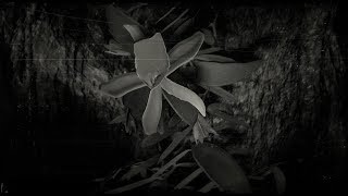 Vanilla Flower Plant Location - Red Dead Redemption 2 (RDR2 Herbs)