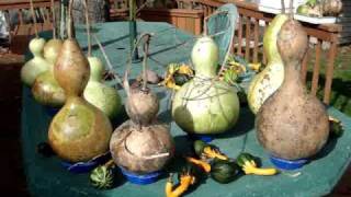 Birdhouse Gourds Maturing (Hardening, Curing) vs Rotting