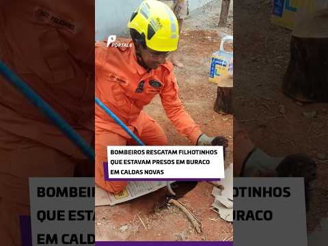Bombeiros resgatam filhotinhos que estavam presos em buraco em Caldas Novas