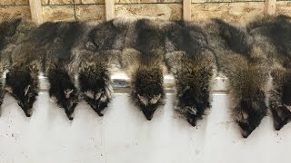 How to Skin a Raccoon- My Method and Tricks