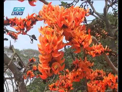 আজ পহেলা ফাল্গুন