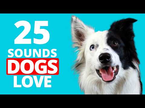Play These 25 Sounds Dogs LOVE to See Your Dog Reaction! 🐶
