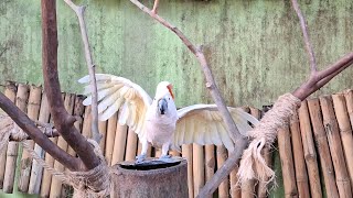 Download lagu Suara Burung Kakatua mp3