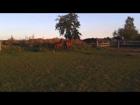 Stutfohlen von Grey Flanell